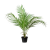 Mr. Plant Bergspalme 55 cm